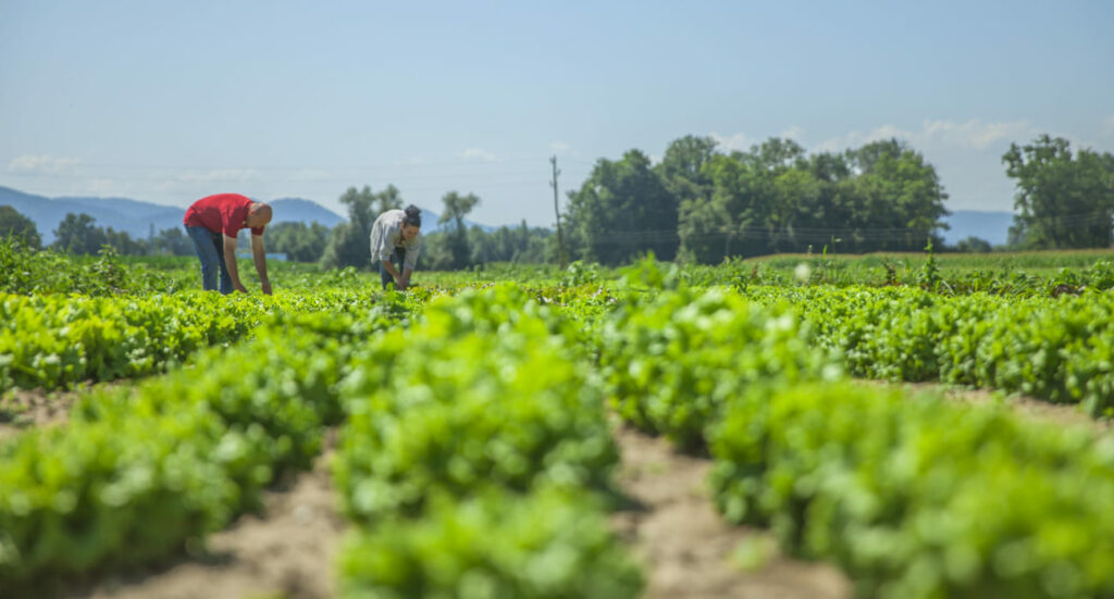 Aproximação entre Conab, MDA e universidades impulsiona gestão no Mais Gestão