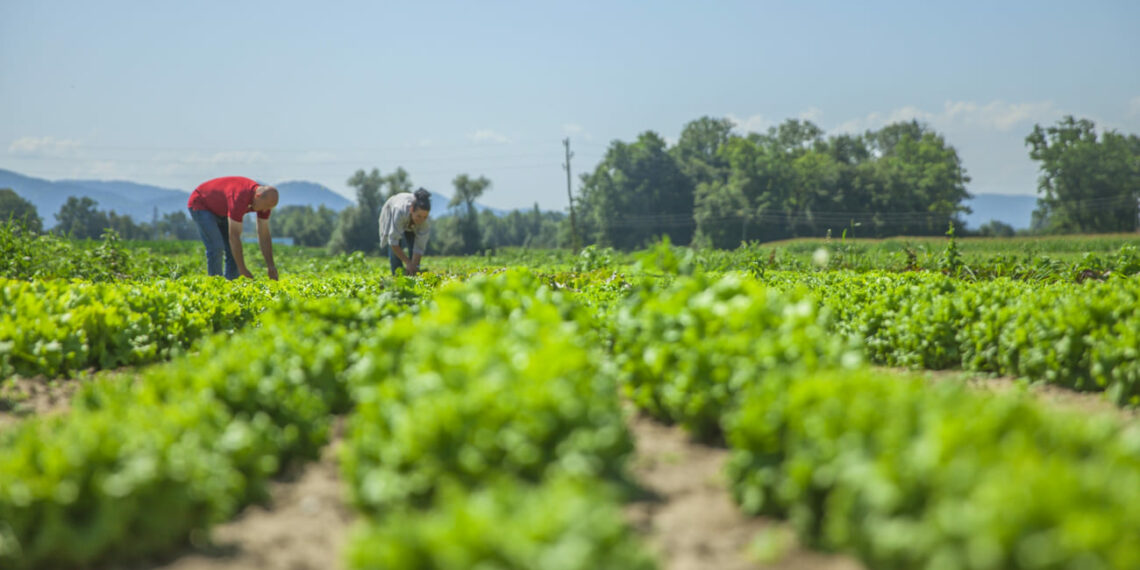 Do campo à inovação: agricultura familiar gaúcha se fortalece com tecnologia e visão empreendedora