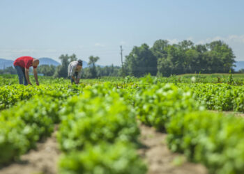 Do campo à inovação: agricultura familiar gaúcha se fortalece com tecnologia e visão empreendedora