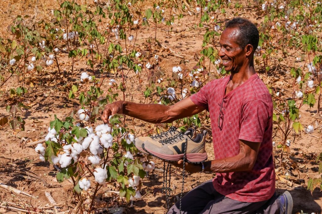 Do sertão ao exterior: agricultores piauienses exportam algodão orgânico para marca francesa