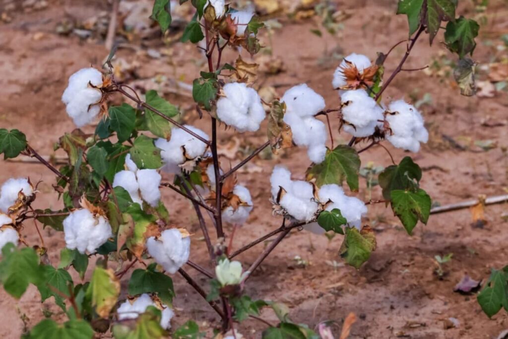 Do sertão ao exterior: agricultores piauienses exportam algodão orgânico para marca francesa