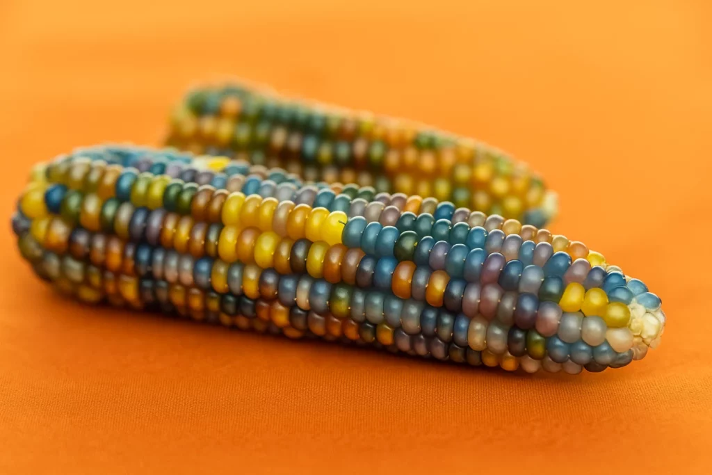 Glass Gem Corn: O milho que parece vidro e encanta pela sua história e beleza
