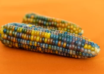 Imagem: agronamidia - IA