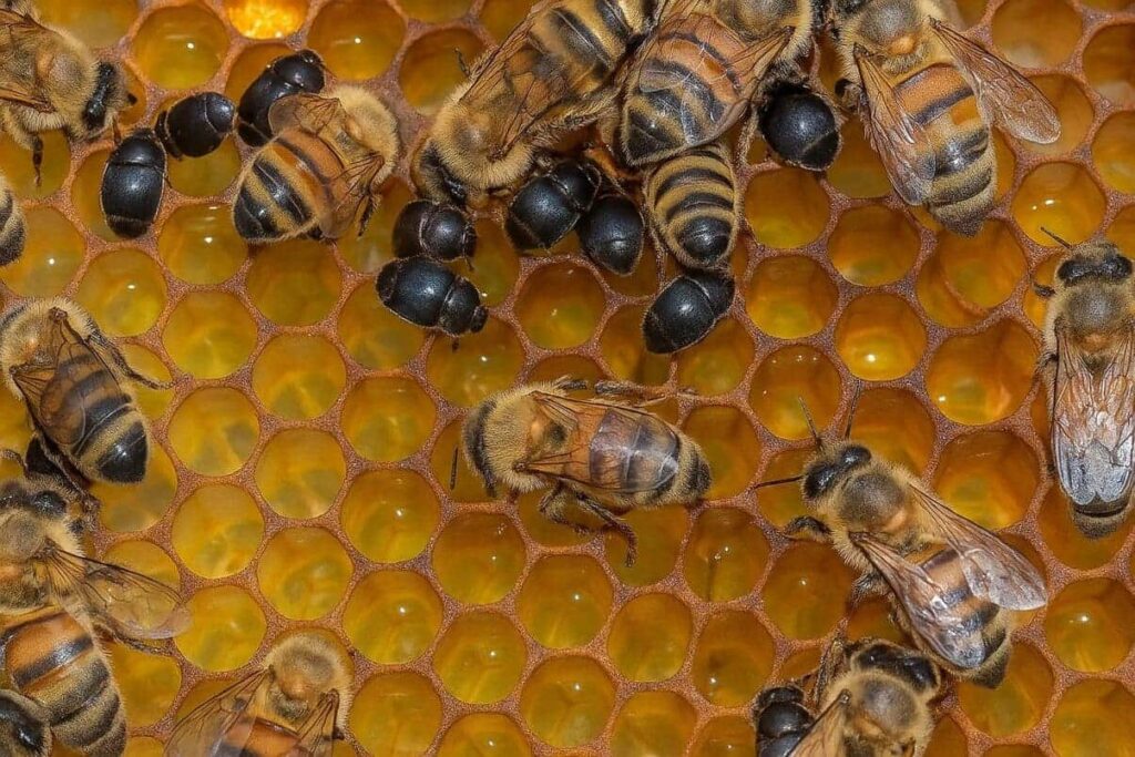 Besouro invasor preocupa apicultores na Bahia e pode devastar colmeias inteiras