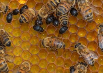 Besouro invasor preocupa apicultores na Bahia e pode devastar colmeias inteiras