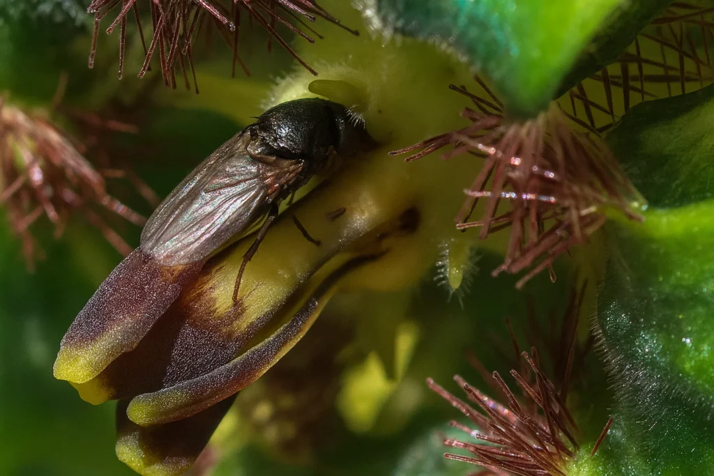 Flor que engana insetos: espécie rara atrai polinizadores com “feromônio de sangue”