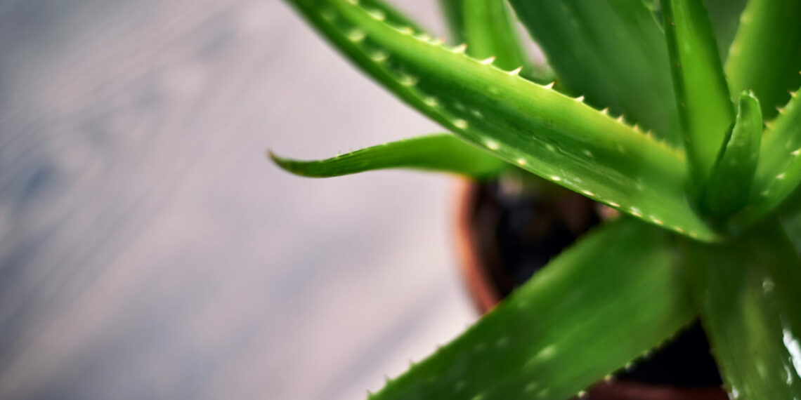 Você sabia que dá para plantar babosa a partir da folha? Aprenda como fazer em casa