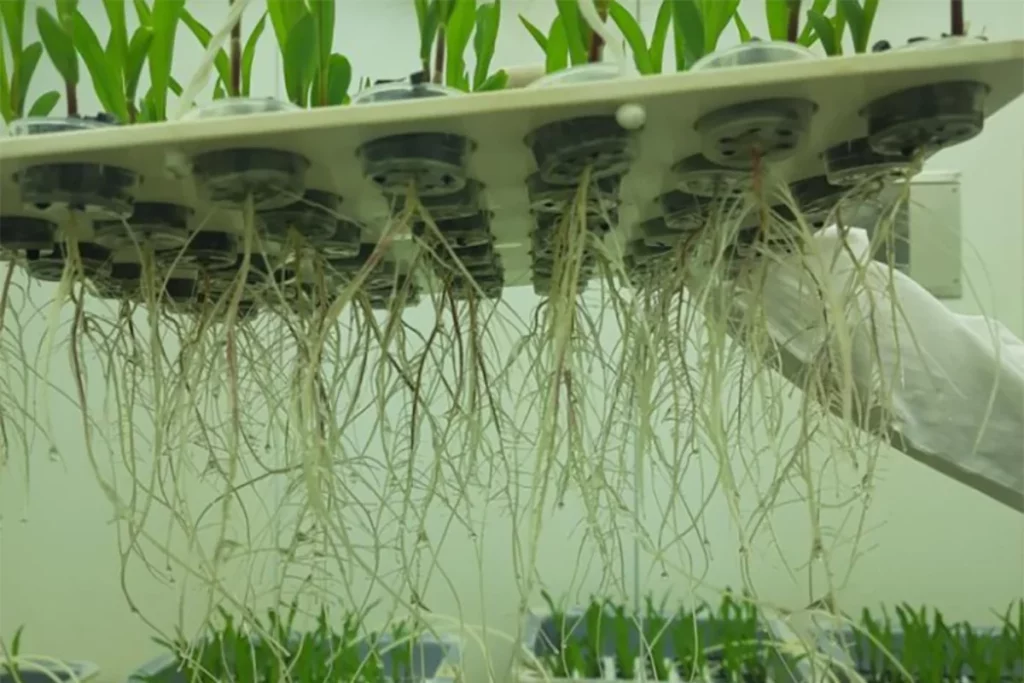 Hydratus: a bactéria brasileira que ajuda planta a crescer mesmo na seca