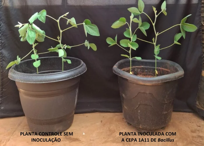 Hydratus: a bactéria brasileira que ajuda planta a crescer mesmo na seca