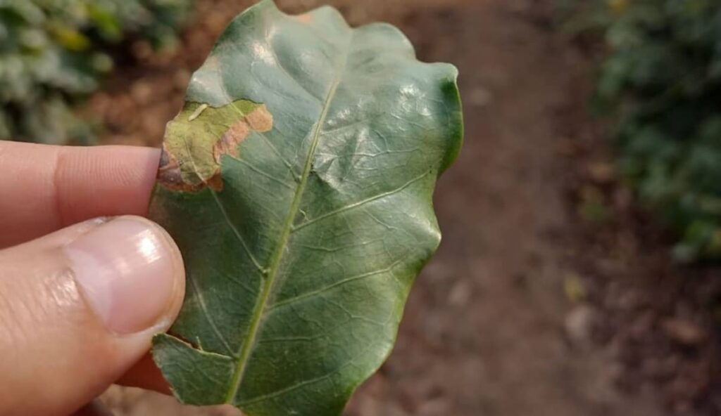 Bicho-mineiro do café