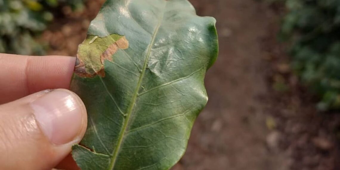 Bicho-mineiro do café