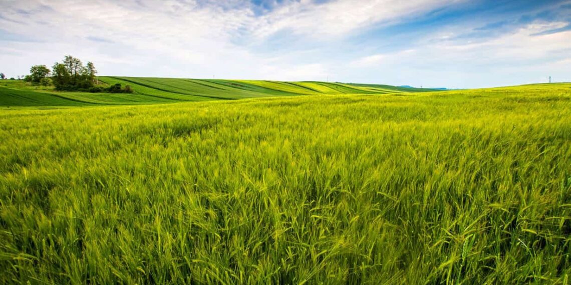 Embrapa cria solução natural que turbina as pastagens e reduz emissões na pecuária