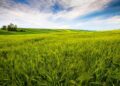 Embrapa cria solução natural que turbina as pastagens e reduz emissões na pecuária