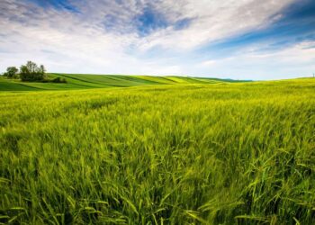 Embrapa cria solução natural que turbina as pastagens e reduz emissões na pecuária