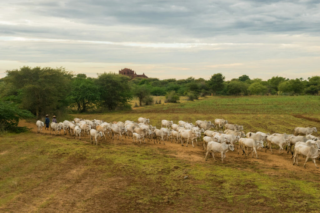 Sistema Antecipasto revoluciona a integração lavoura-pecuária no Cerrado
