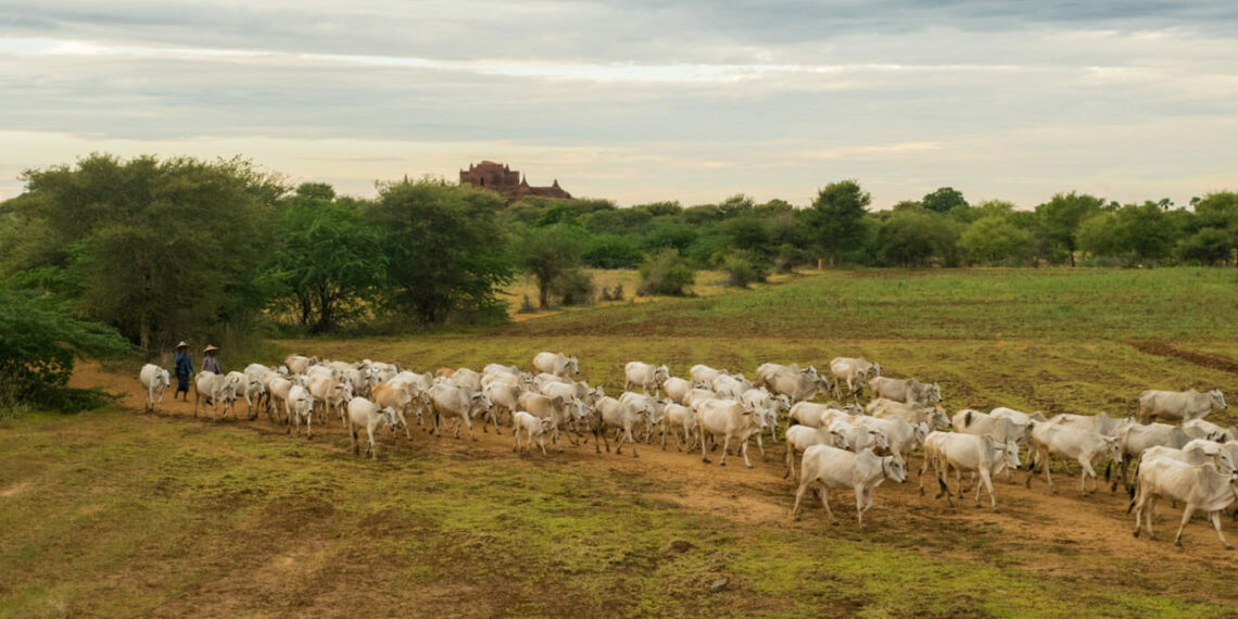 Estiagem encarece a produção e muda estratégia de pecuaristas