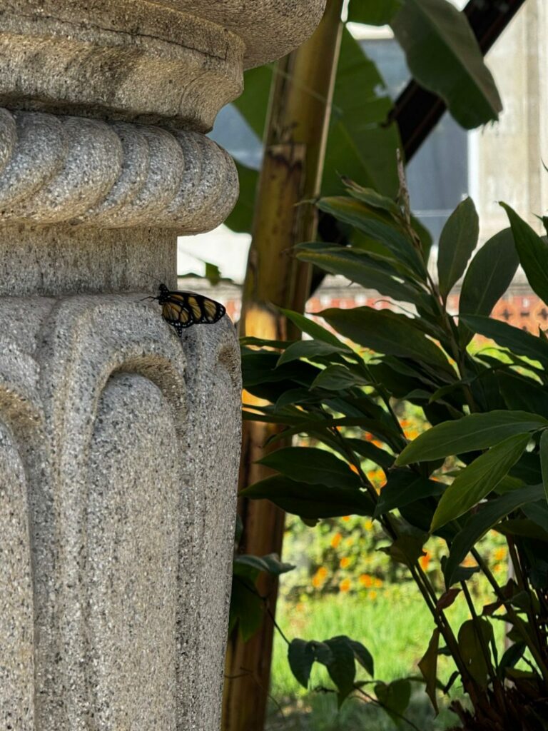 Encanto em metamorfose: Museu Catavento abre laboratório secreto das borboletas pela primeira vez
