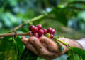 Café orgânico brasileiro ganha destaque global com nova cápsula da Nespresso