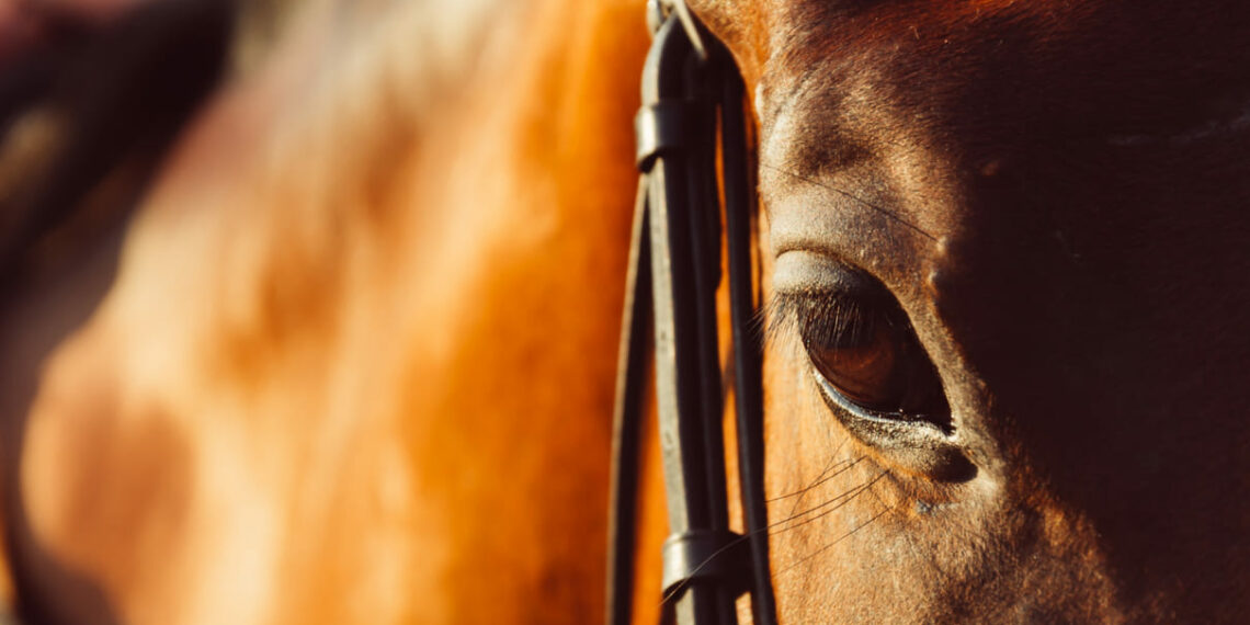Ração contaminada com planta tóxica já matou 284 cavalos no Brasil