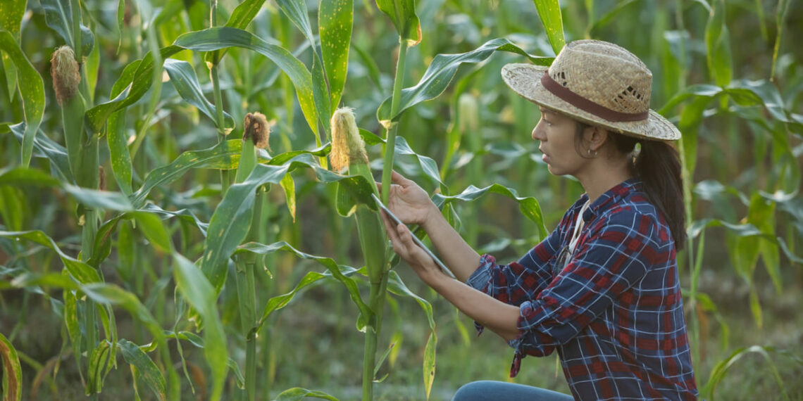 Mesmo com o frio, milho-verde avança: produtores antecipam safra no RS