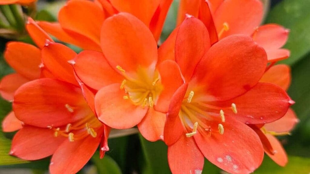 Clivia miniata: flores laranjas em forma de buquê que anunciam boas energias