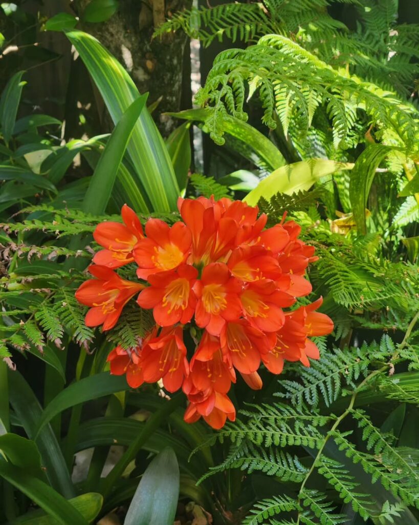 Clivia miniata: flores laranjas em forma de buquê que anunciam boas energias