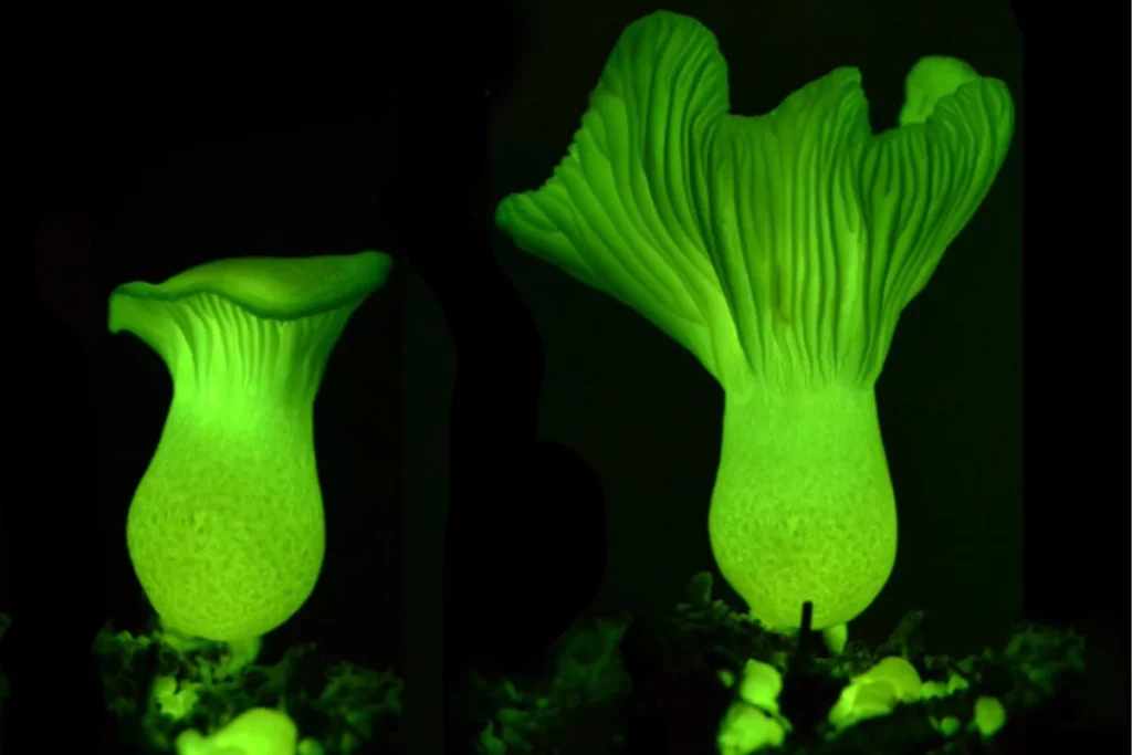 Um espetáculo escondido: cogumelos luminosos revelam mistérios da floresta brasileira