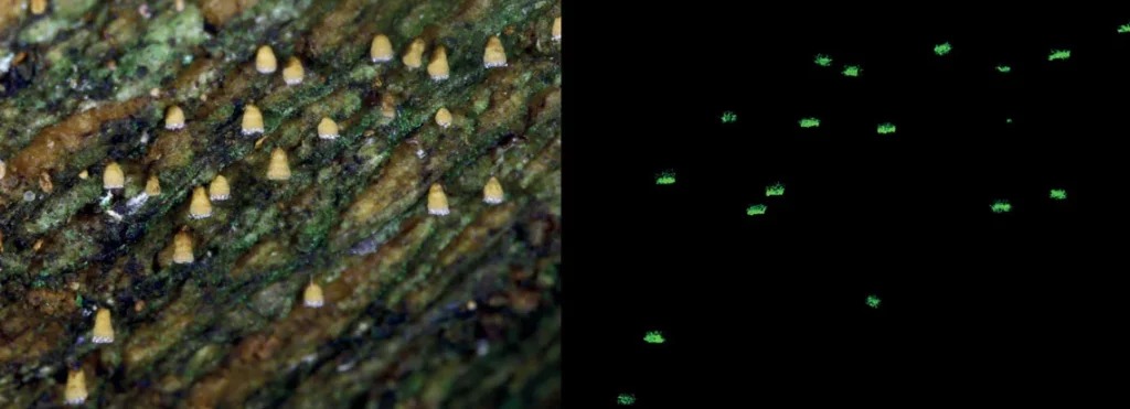Um espetáculo escondido: cogumelos luminosos revelam mistérios da floresta brasileira