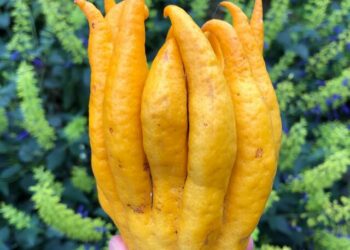 cropped-limao-mao-de-buda-2.jpg