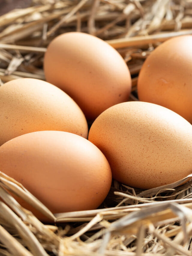 cropped-ovos.jpg