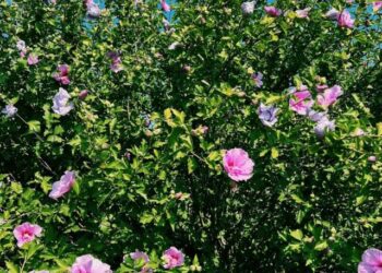 cropped-rosa-de-sarom-2.jpg