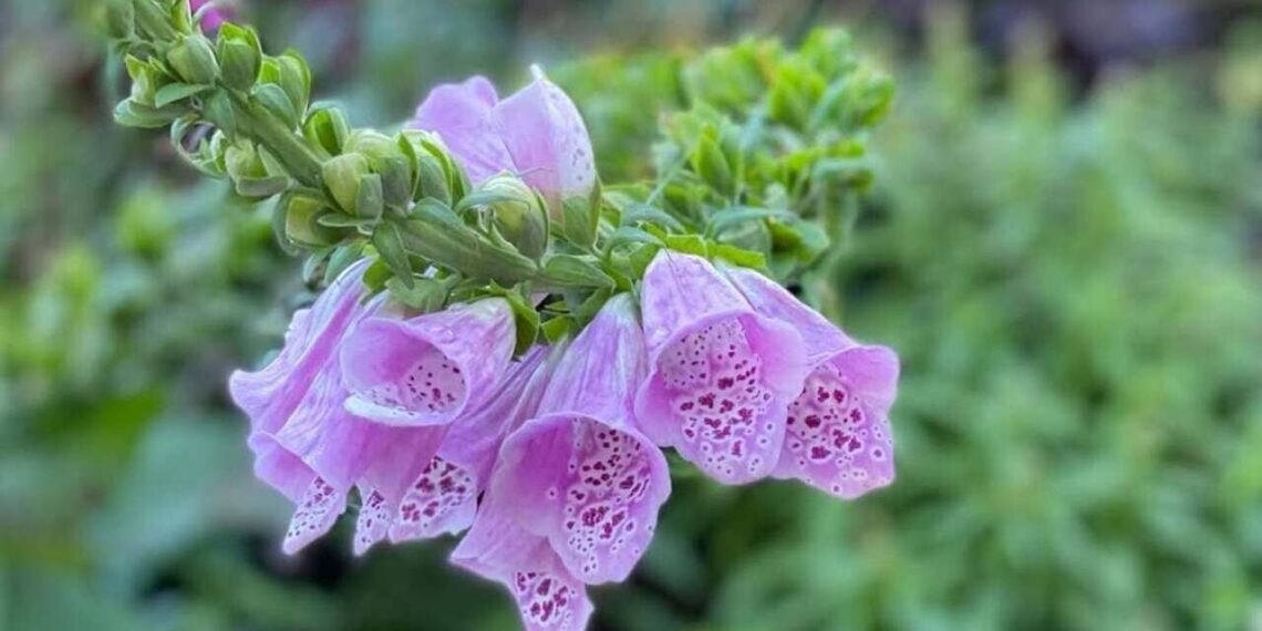 ch.garden