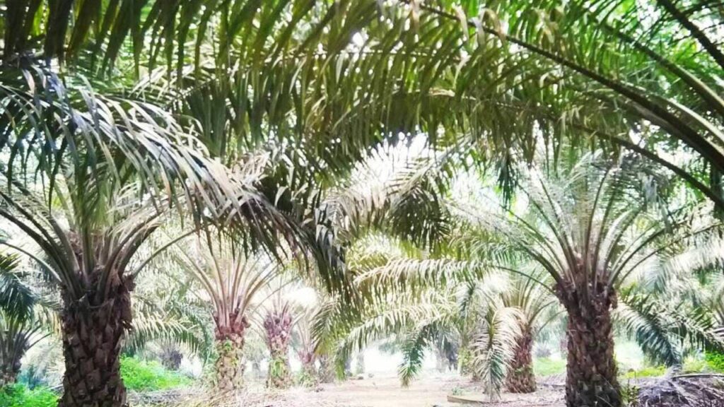 Você conhece o dendezeiro? Descubra a palmeira que deu origem ao azeite símbolo da cultura afro-brasileira