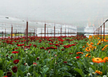 Estufas salvam floriculturas do frio e garantem flores mesmo no inverno