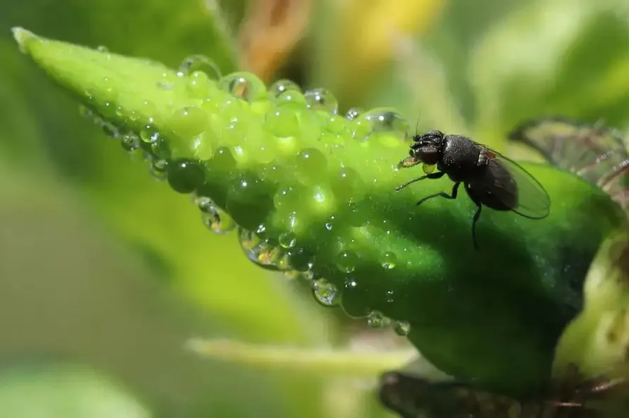 Flor que engana insetos: espécie rara atrai polinizadores com “feromônio de sangue”