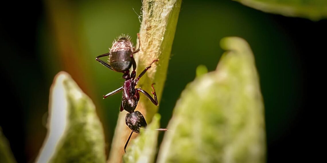 Como afastar formigas das frutíferas sem agredir a natureza