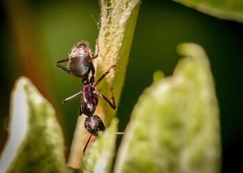 Como afastar formigas das frutíferas sem agredir a natureza