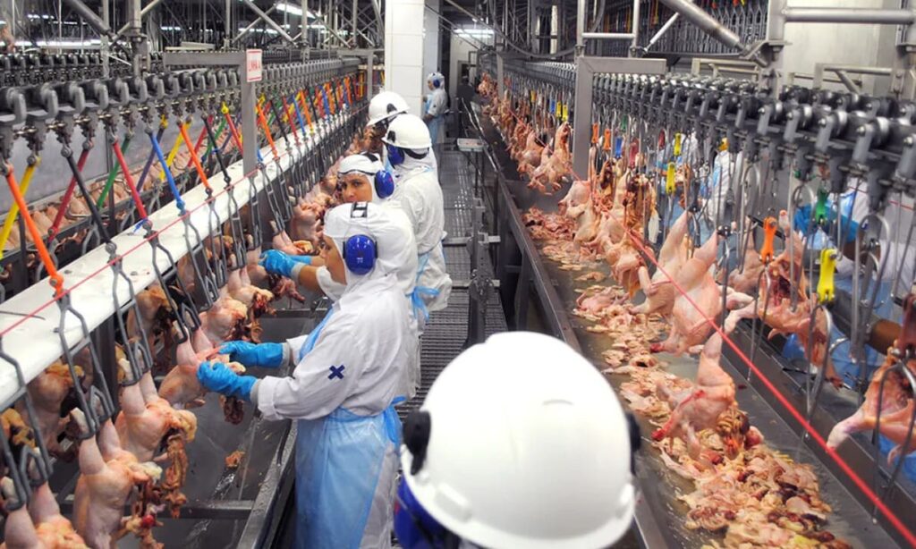 Brasil deve registrar maior produção de frango da história em 2026