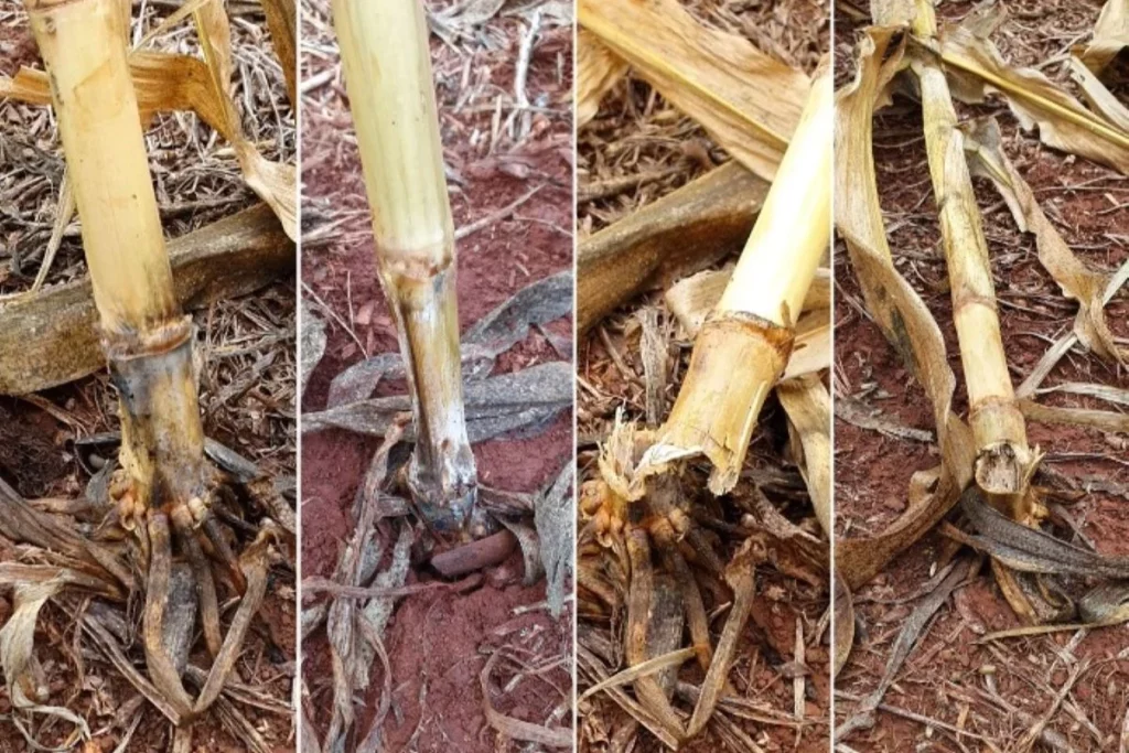 Embrapa apresenta biofungicida com ação prolongada contra podridões