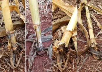 Embrapa apresenta biofungicida com ação prolongada contra podridões