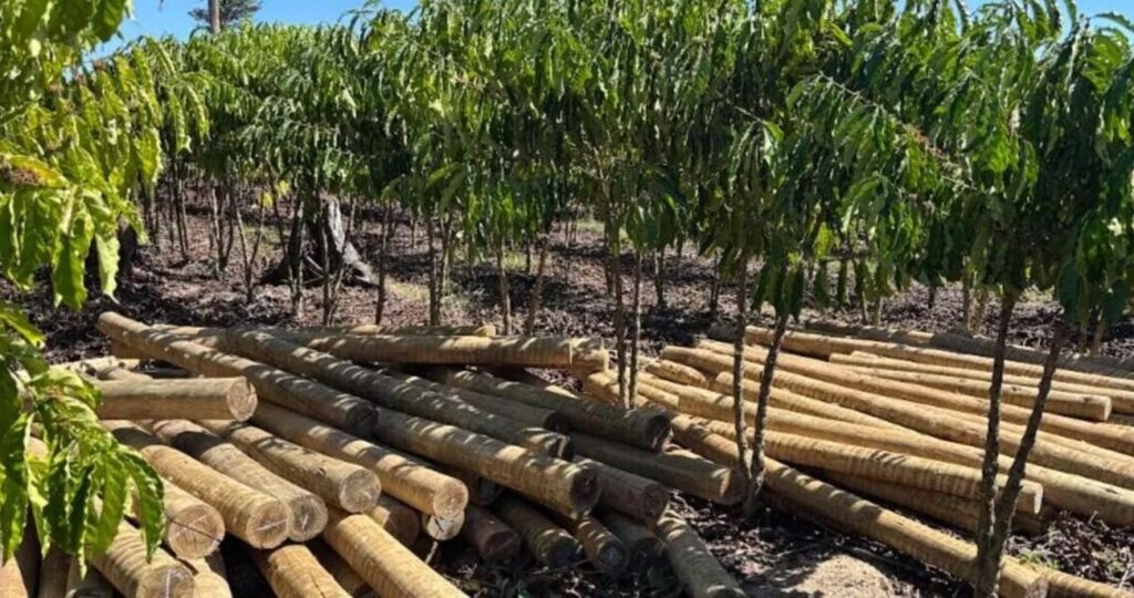 Rondônia testa modelo inovador que alia reflorestamento e geração de renda no campo