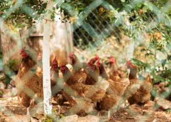 Criação de galinhas caipiras em pequenas propriedades: passo a passo para começar!