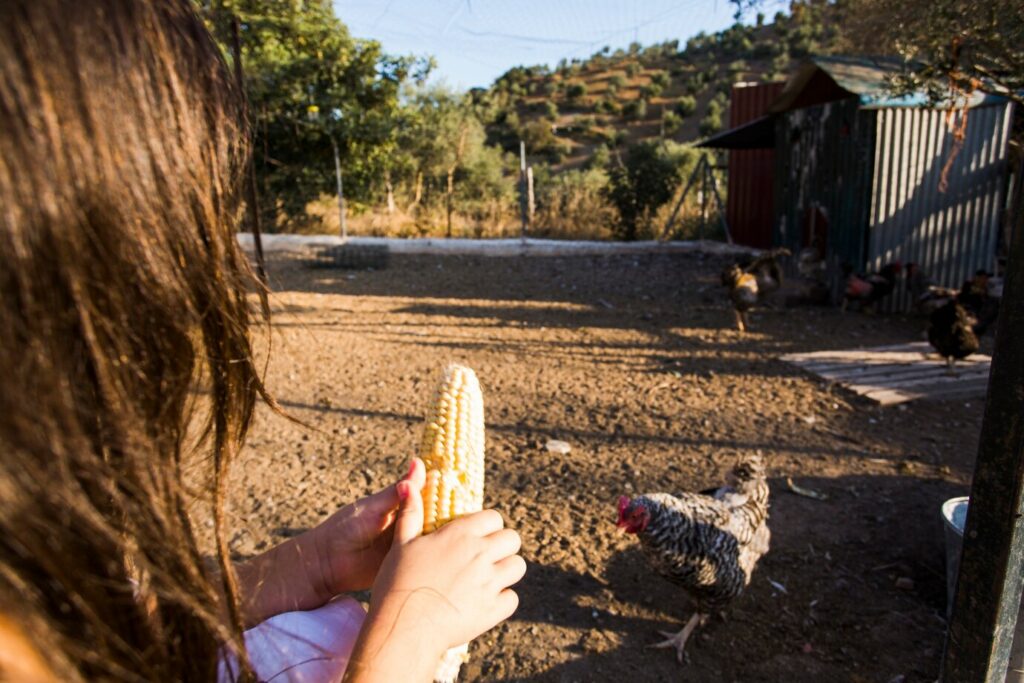 Criação de galinhas caipiras em pequenas propriedades: passo a passo para começar!