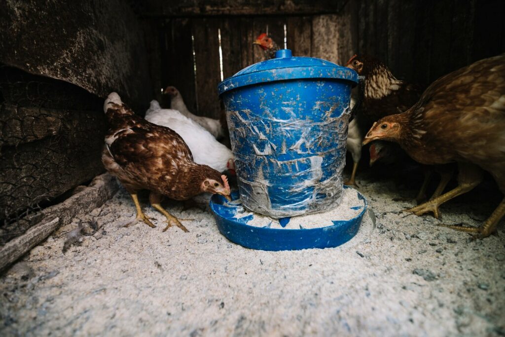Criação de galinhas caipiras em pequenas propriedades: passo a passo para começar!