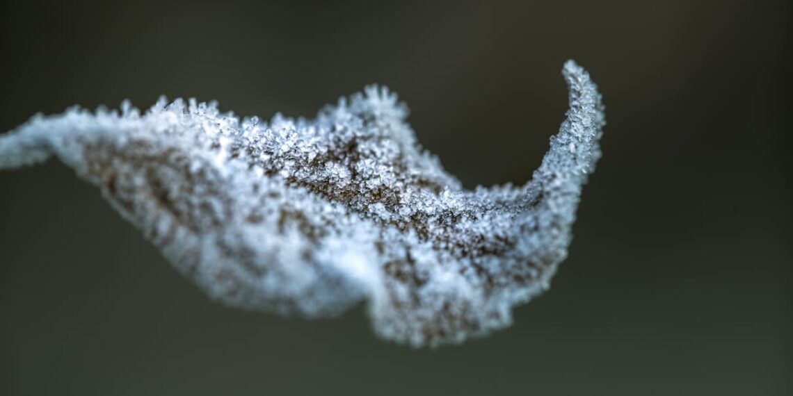 Geada queimou suas plantas? Saiba como cuidar e reverter os danos do frio intenso