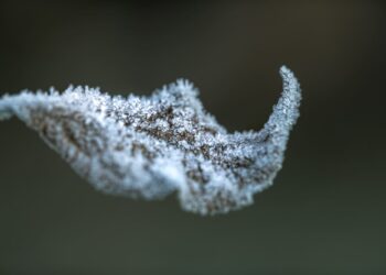 Geada queimou suas plantas? Saiba como cuidar e reverter os danos do frio intenso