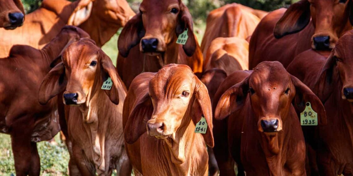 Cria de excelência: como genética e nutrição garantem lucros reais na pecuária