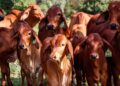 Cria de excelência: como genética e nutrição garantem lucros reais na pecuária