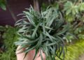 growparadise_