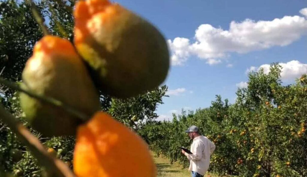 Greening: nova lei exige que estados controlem a doença que ameaça os citros